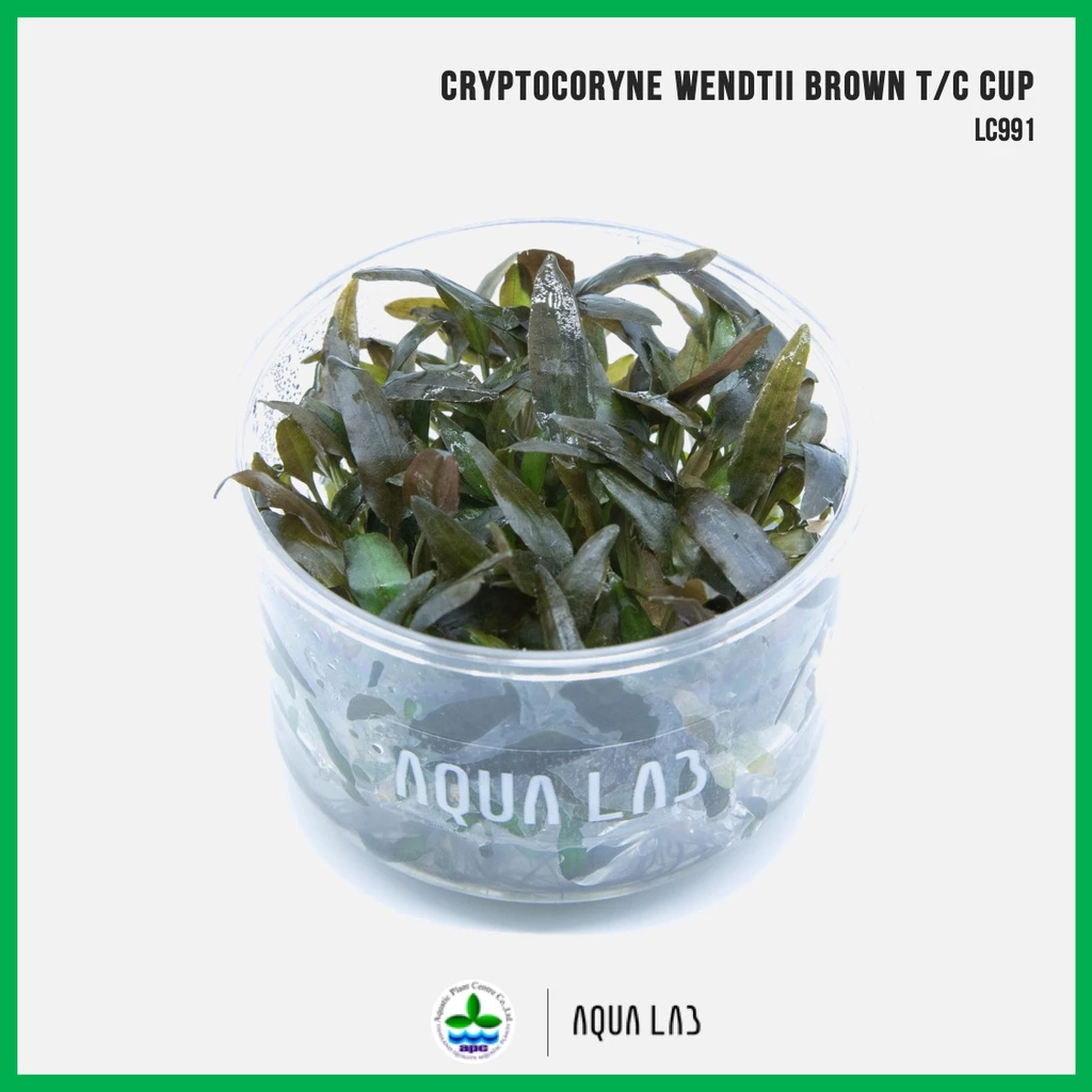[APC] Cryptocoryne wendtii brown (คริปบราวน์) [ไม้น้ำ - Aquatic Plant] LC991