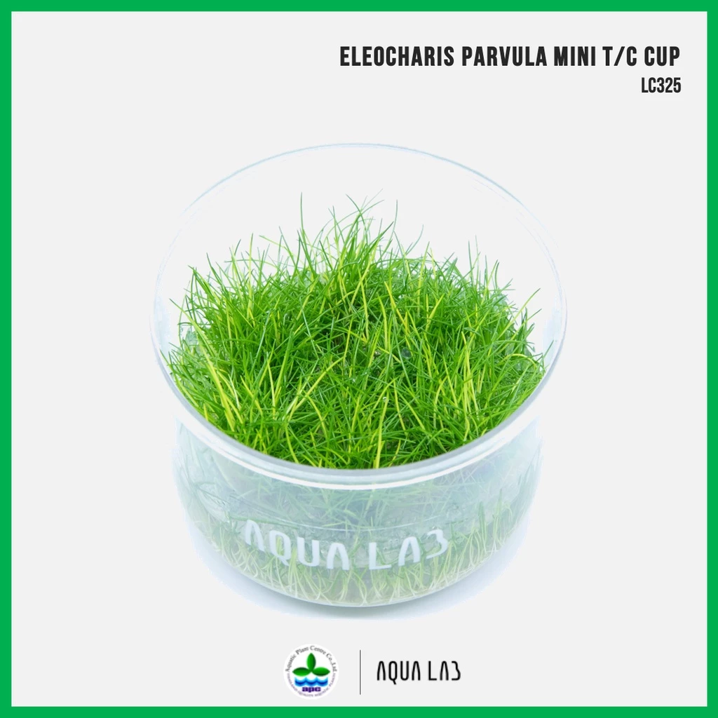 [APC] Eleocharis parvulus mini (แฮร์กลาสมินิ) [ไม้น้ำ - Aquatic Plant] LC325
