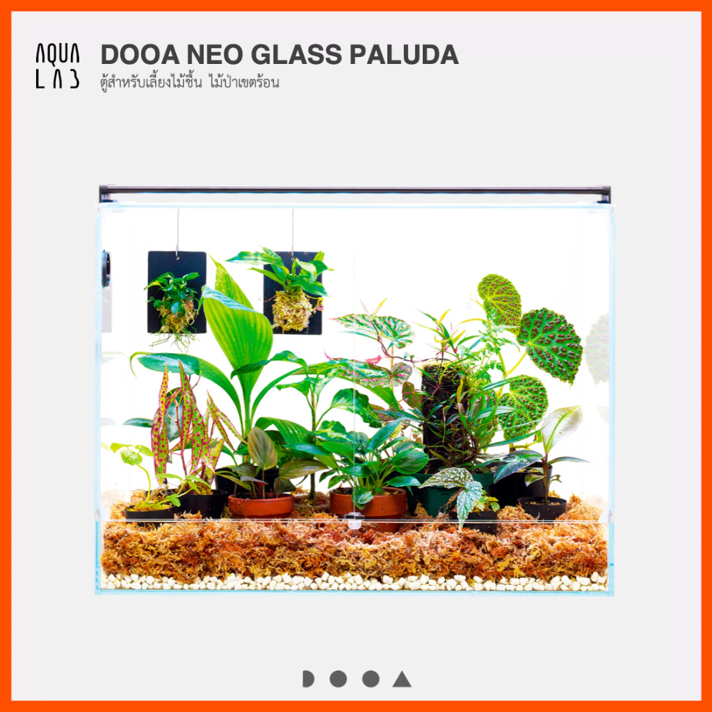 DOOA NEO GLASS PALUDA ตู้สำหรับเลี้ยงไม้ชื้น ไม้ป่าเขตร้อน