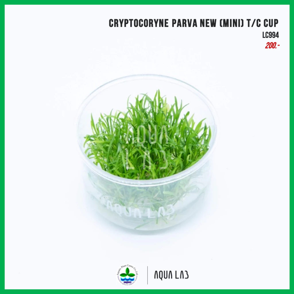 [APC] Cryptocoryne parva mini (คริปพาว่ามินิ) [ไม้น้ำ - Aquatic Plant] LC994