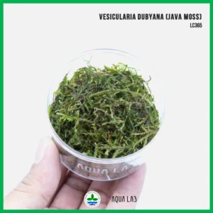 [APC] Vesicularia dubyana - Java Moss (จาว่ามอส) [ไม้น้ำ - Aquatic Plant] LC365