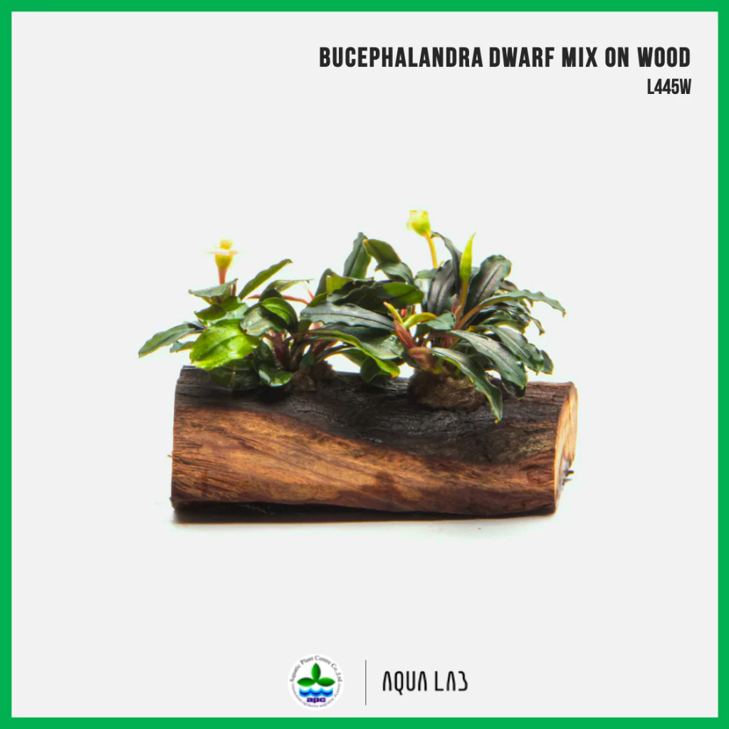 [APC] Bucephalandra dwarf mix on wood (บูเซปใบเล็กบนขอนไม้) [ไม้น้ำ - Aquatic Plant] L445W