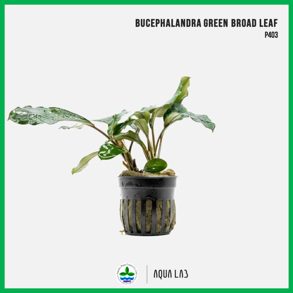 [APC] Bucephalandra green broad leaf (บูเซปเขียวใบกว้าง) [ไม้น้ำ - Aquatic Plant] P403