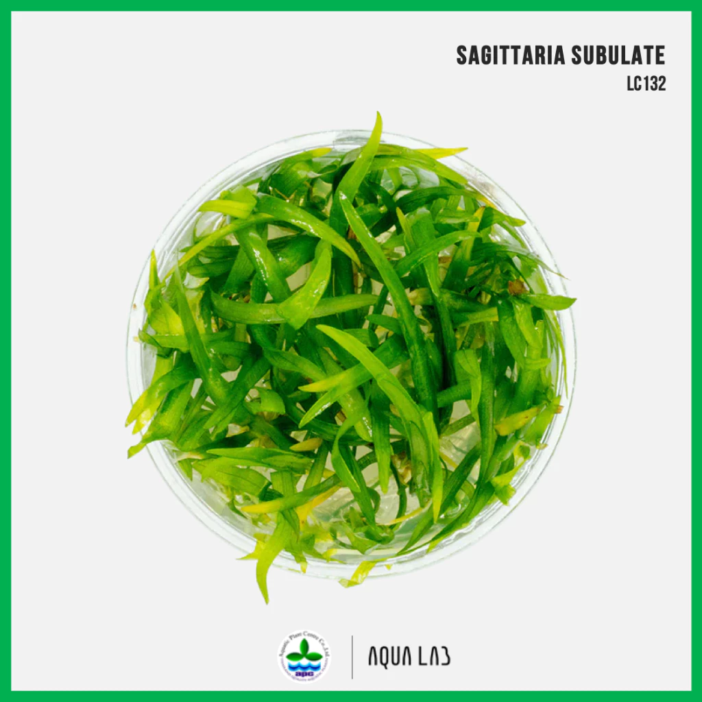 [APC] Sagittaria subulata (หญ้าซาจิ) [ไม้น้ำ - Aquatic Plant] LC132