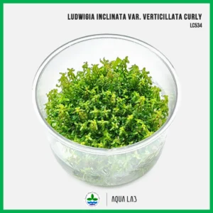 [APC] Ludwigia inclinata var. verticillata curly [ไม้น้ำ - Aquatic Plant] LC534