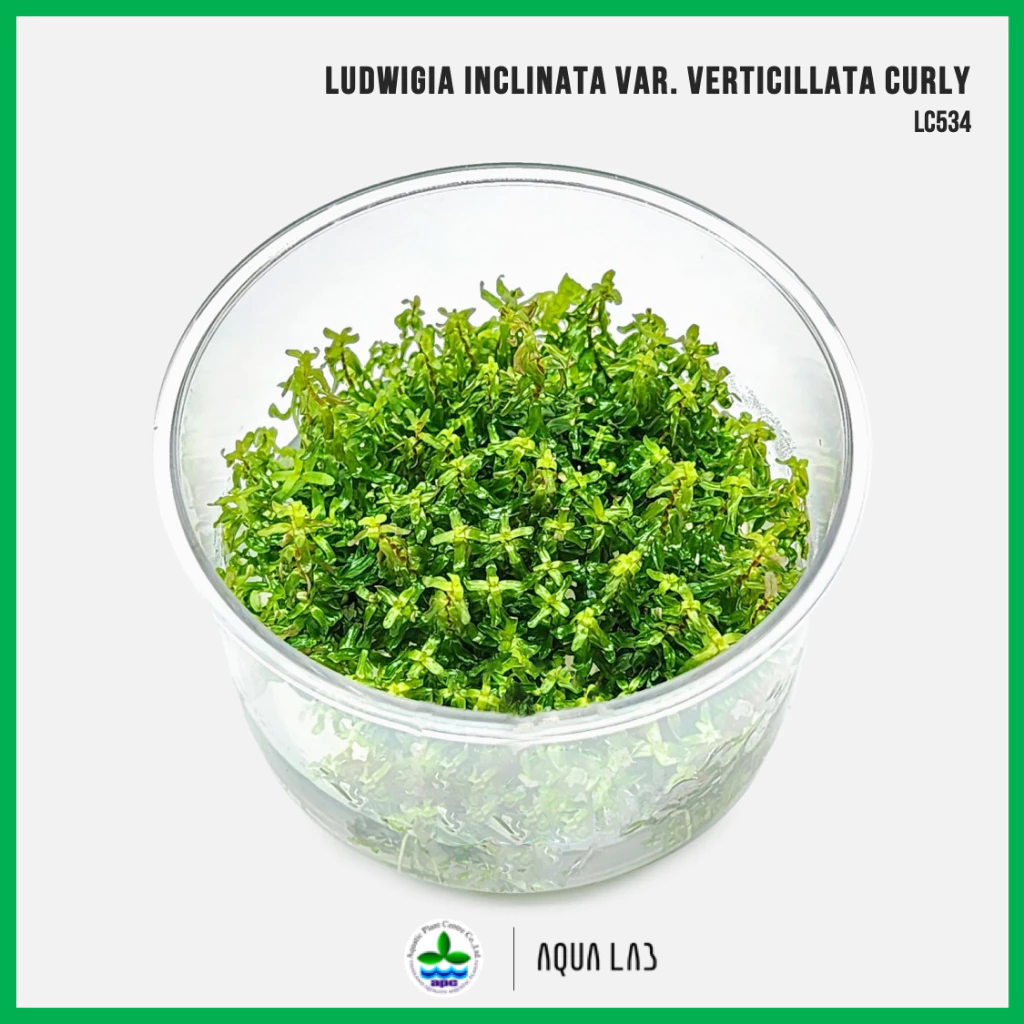 [APC] Ludwigia inclinata var. verticillata curly [ไม้น้ำ - Aquatic Plant] LC534
