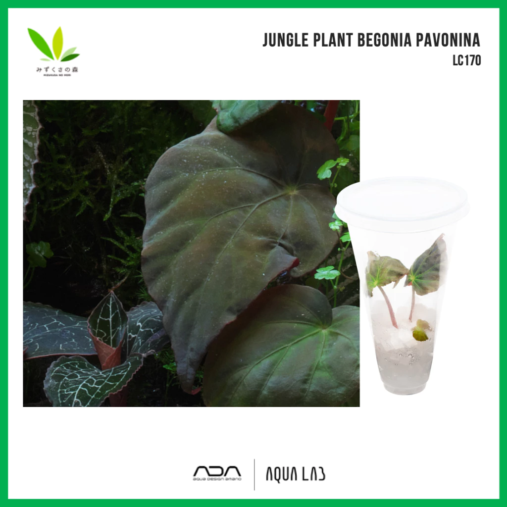 BIO JUNGLE PLANTS Begonia pavonina (บีโกเนียพาโวนีน่า) [ไม้ชื้น - Terrarium/Paludarium Plant] IC373