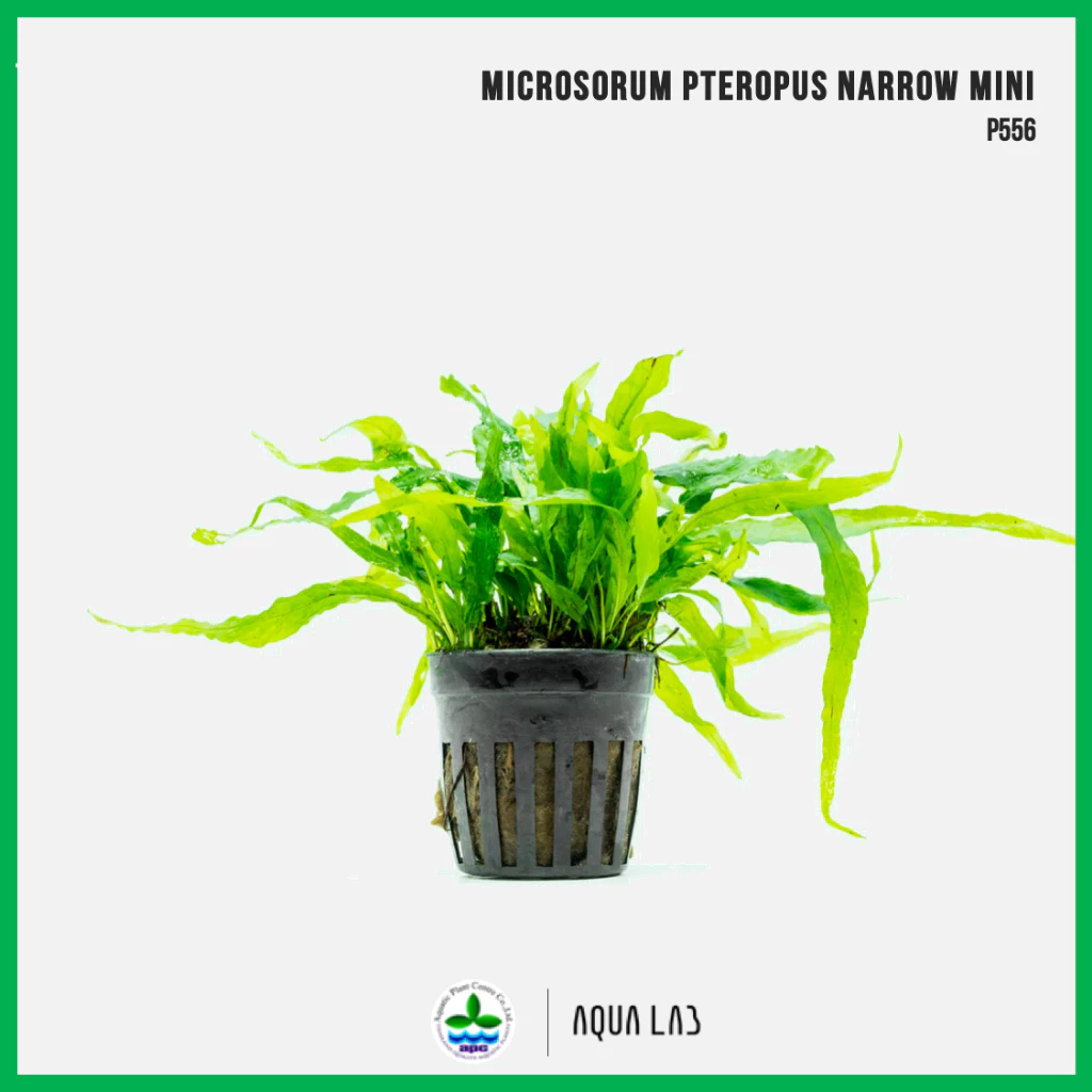 [APC] Microsorum pteropus narrow mini (เฟิร์นรากดำใบแคบมินิ) [ไม้น้ำ - Aquatic Plants] P556