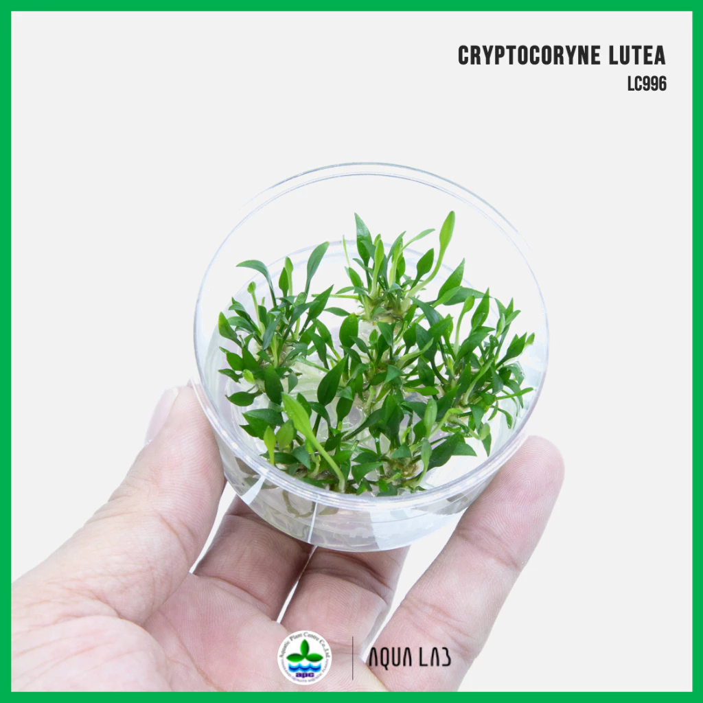 [APC] Cryptocoryne lutea (คริปลูเทีย) [ไม้น้ำ - Aquatic Plants] LC996