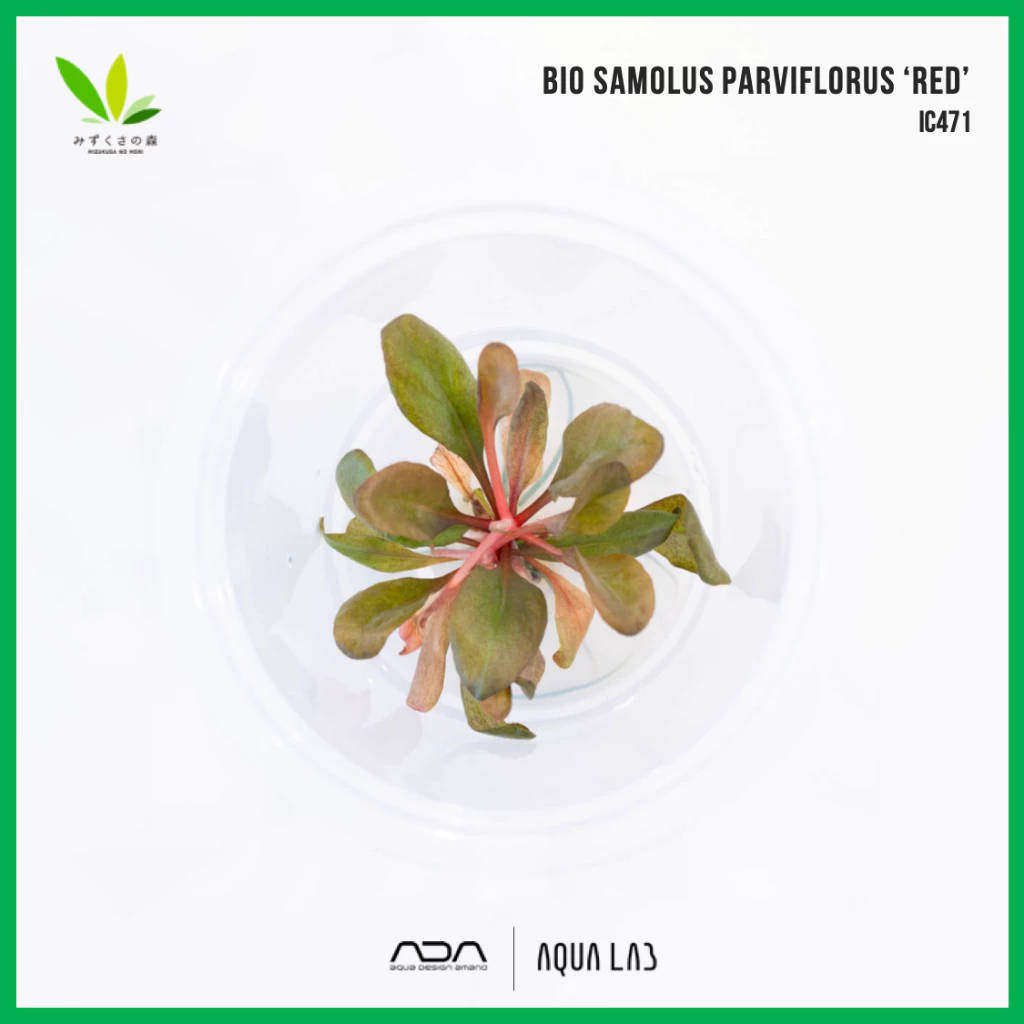 BIO Samolus parviflorus ‘red’ [ไม้น้ำ - Aquatic Plant] IC471