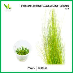 BIO Eleocharis montevidensis (แฮร์กลาสยาว) [ไม้น้ำ - Aquatic Plant] IC140
