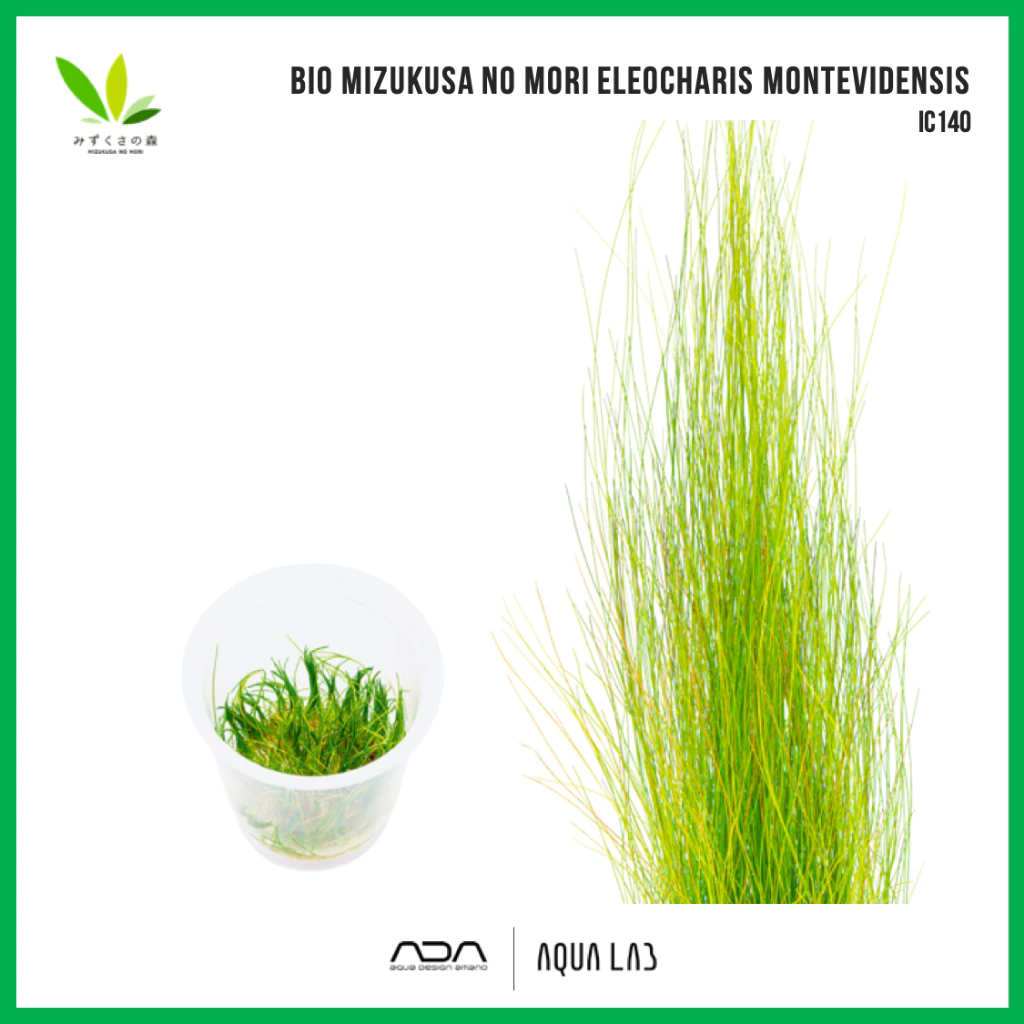 BIO Eleocharis montevidensis (แฮร์กลาสยาว) [ไม้น้ำ - Aquatic Plant] IC140