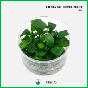 [APC] Anubias barteri (อนูเบียสบาเทอรี่) [ไม้น้ำ - Aquatic Plants] LC971