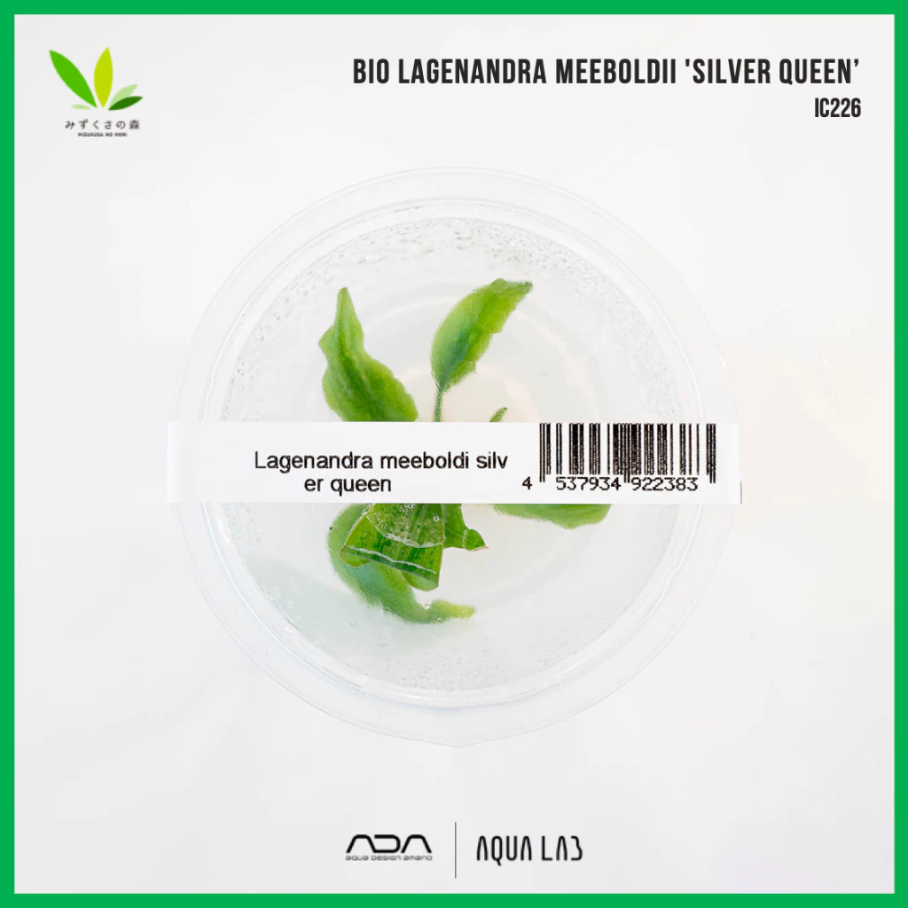 BIO Lagenandra meeboldii 'Silver Queen' (ลาเจนนันดร้า ซิลเวอร์ควีน) [ไม้น้ำ - Aquatic Plant] IC226