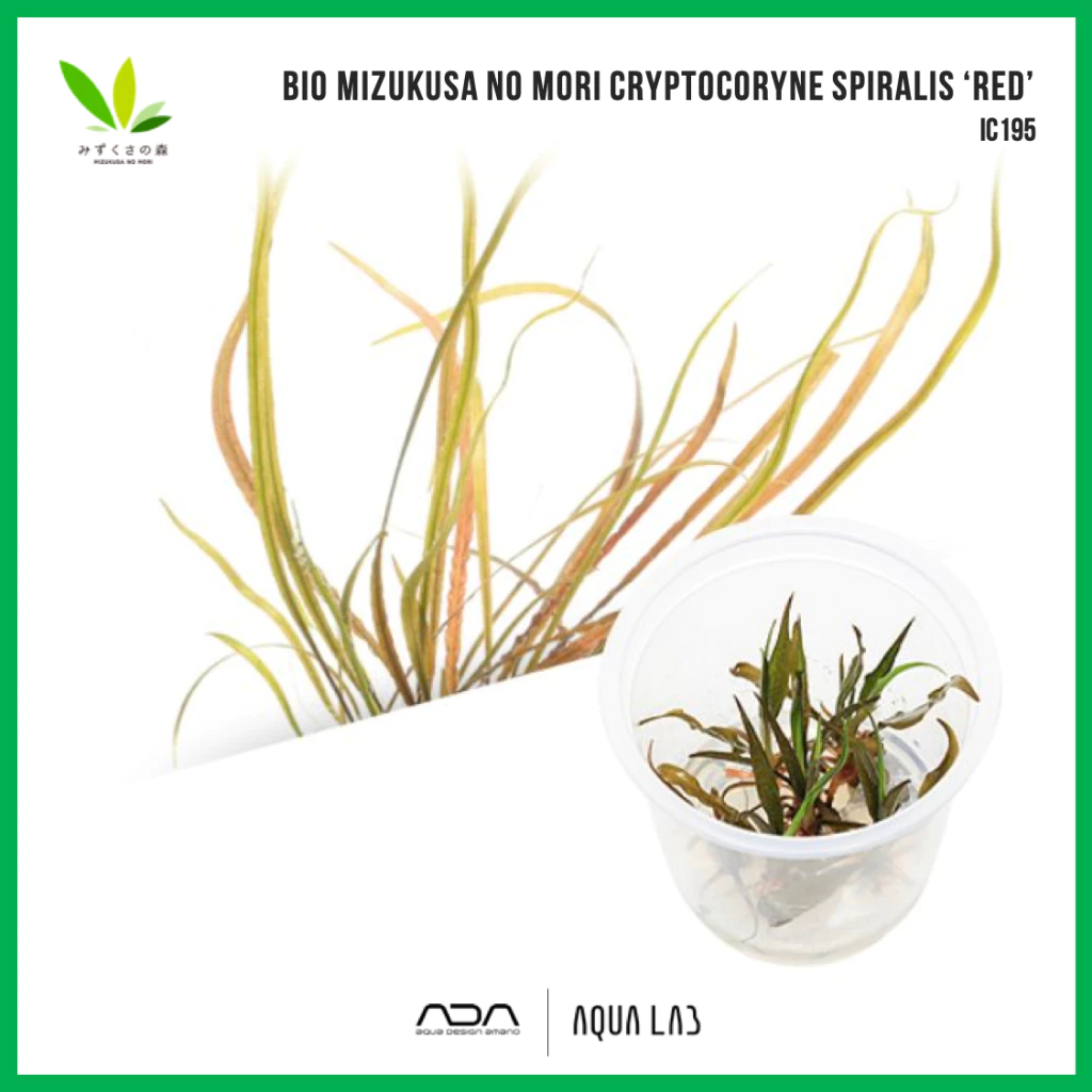 BIO Mizukusa no Mori Cryptocoryne spiralis ‘red’ [ไม้น้ำ - Aquatic Plant] IC195