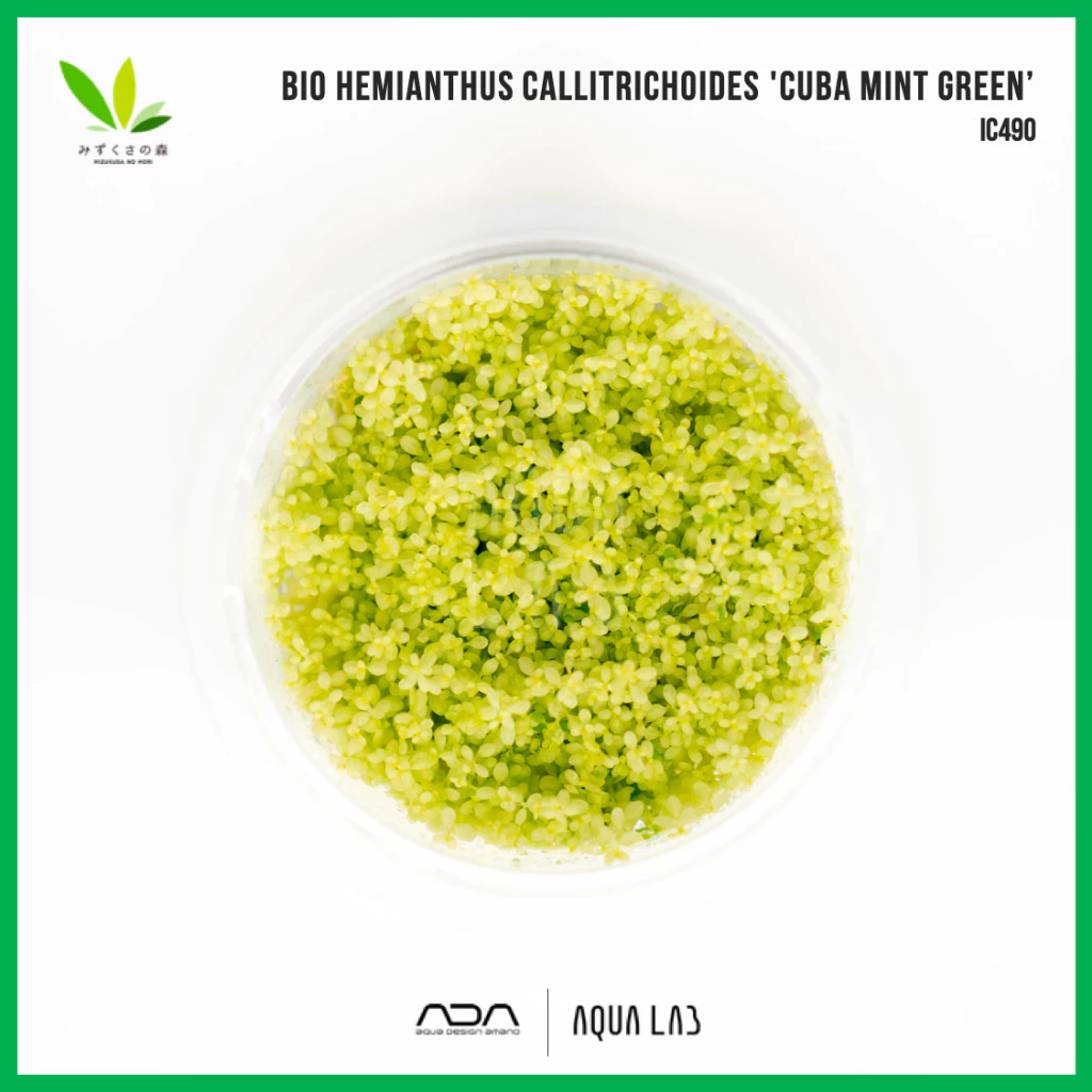 BIO Hemianthus callitrichoides 'cuba mint green’ (หวีดจิ๋วมิ้นท์) [ไม้น้ำ - Aquatic Plant] IC490