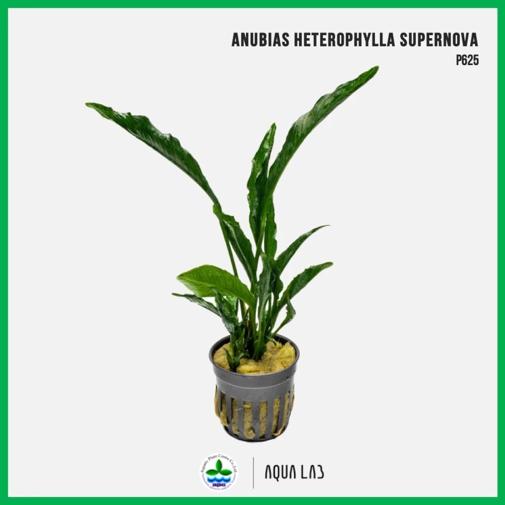 [APC] Anubias heterophylla supernova (อนูเบียสซุปเปอร์โนวา) [ไม้น้ำ - Aquatic Plant] P625