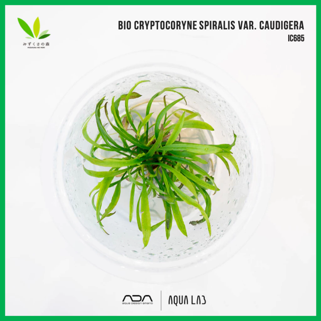 BIO Cryptocoryne spiralis var. caudigera [ไม้น้ำ - Aquatic Plant] IC685
