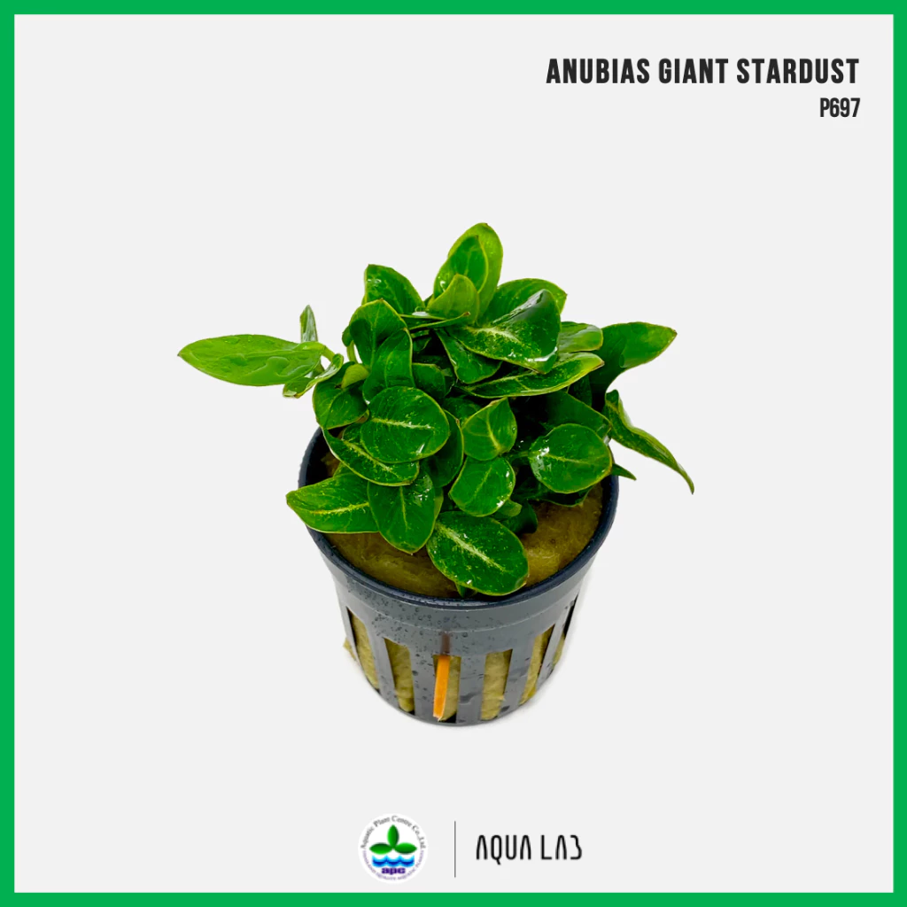 [APC] Anubias giant stardust (อนูเบียสสตาดัส) [ไม้น้ำ - Aquatic Plants] P697