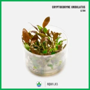 [APC] Cryptocoryne undulatus (คริปอันดูลาทัส) [ไม้น้ำ - Aquatic Plant] LC184