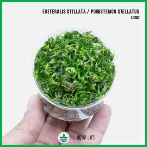 [APC] Eusteralis stellata / Pogostemon stellatus (ฮุสเทอรอลลิส) [ไม้น้ำ - Aquatic Plant] LC082