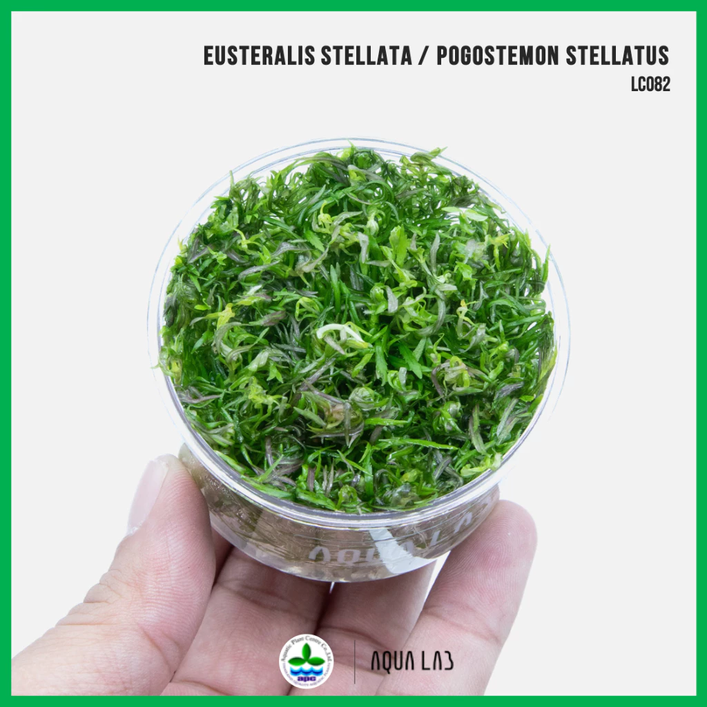 [APC] Eusteralis stellata / Pogostemon stellatus (ฮุสเทอรอลลิส) [ไม้น้ำ - Aquatic Plant] LC082