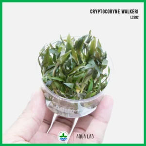 [APC] Cryptocoryne walkeri (คริปวัลคีรี่/คลิปวอลคเกอร์) [ไม้น้ำ - Aquatic Plants] LC992