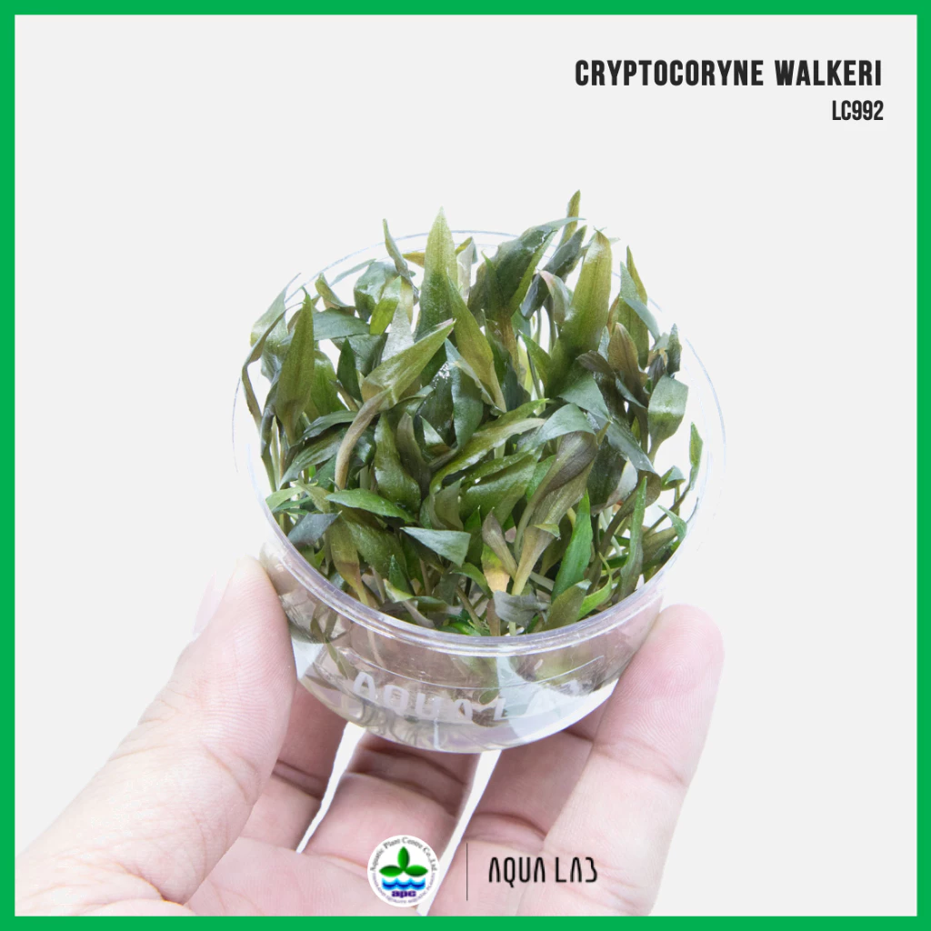 [APC] Cryptocoryne walkeri (คริปวัลคีรี่/คลิปวอลคเกอร์) [ไม้น้ำ - Aquatic Plants] LC992