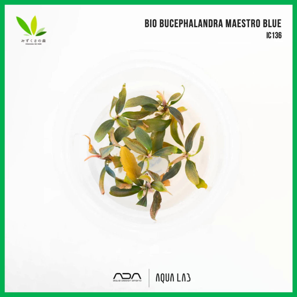 BIO Bucephalandra maestro blue (บูเซปมาเอสโตรบลู) [ไม้น้ำ - Aquatic Plant] IC136