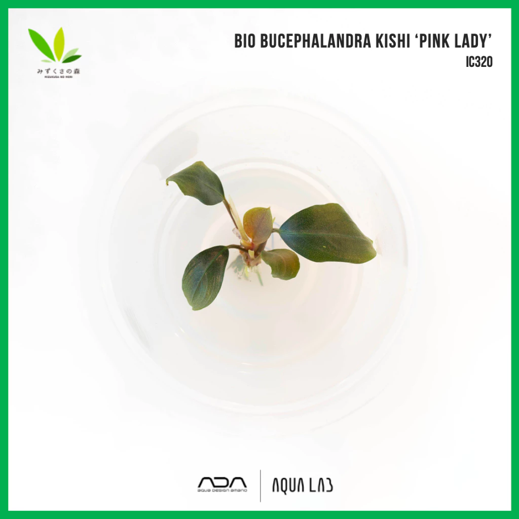 BIO Bucephalandra kishi pink lady (บูเซปพิงค์เลดี้) [ไม้น้ำ - Aquatic Plant] IC320