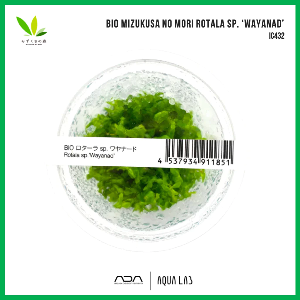 BIO Mizukusa no Mori Rotala sp. 'wayanad' (โรทาล่าเวยานาท) [ไม้น้ำ - Aquatic Plant] IC432