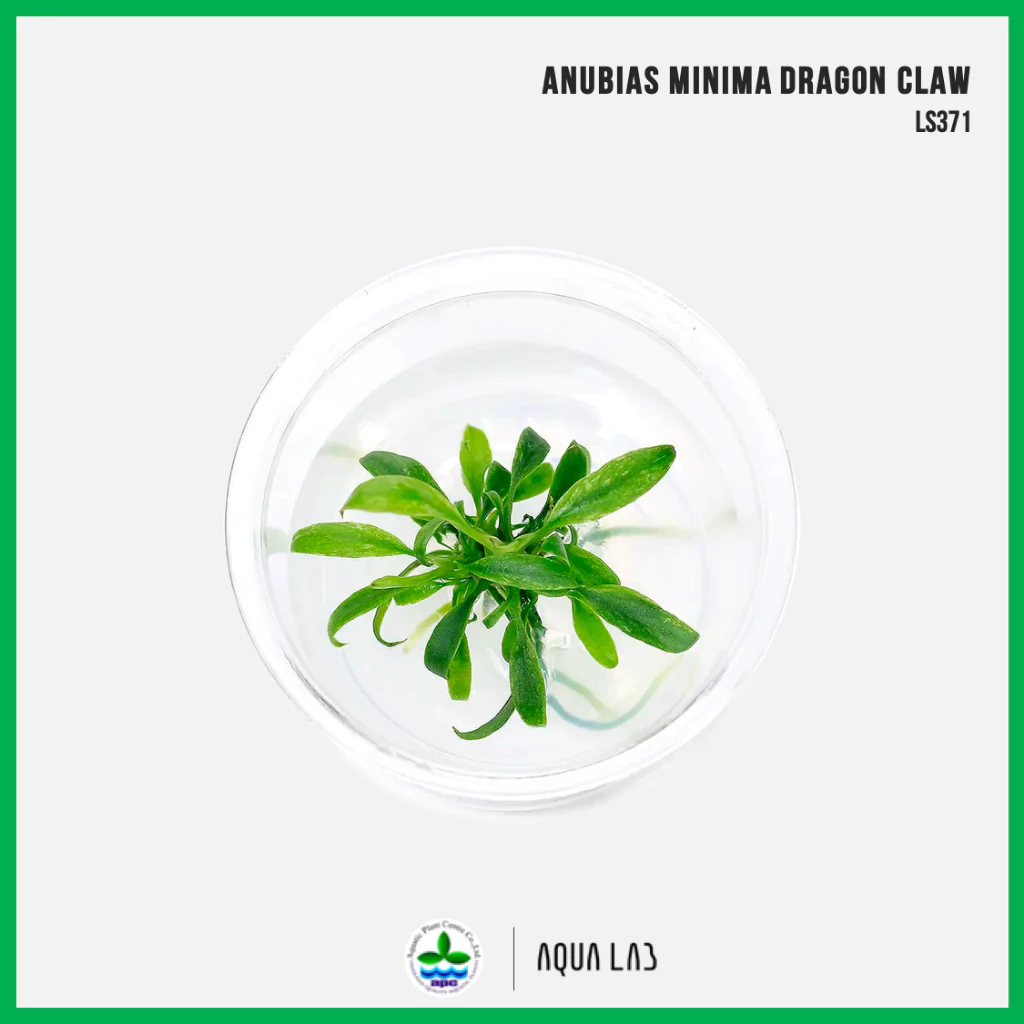 [APC] Anubias barteri var. glabra/minima dragon claw (อนูเบียสดราก้อนคลอว) [ไม้น้ำ - Aquatic Plants] LS371