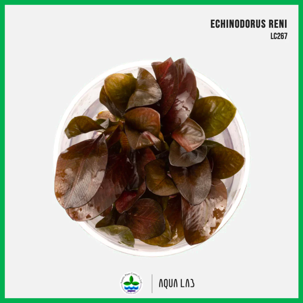 [APC] Echinodorus reni (แอมะซอนเรนี่) [ไม้น้ำ - Aquatic Plant] LC267