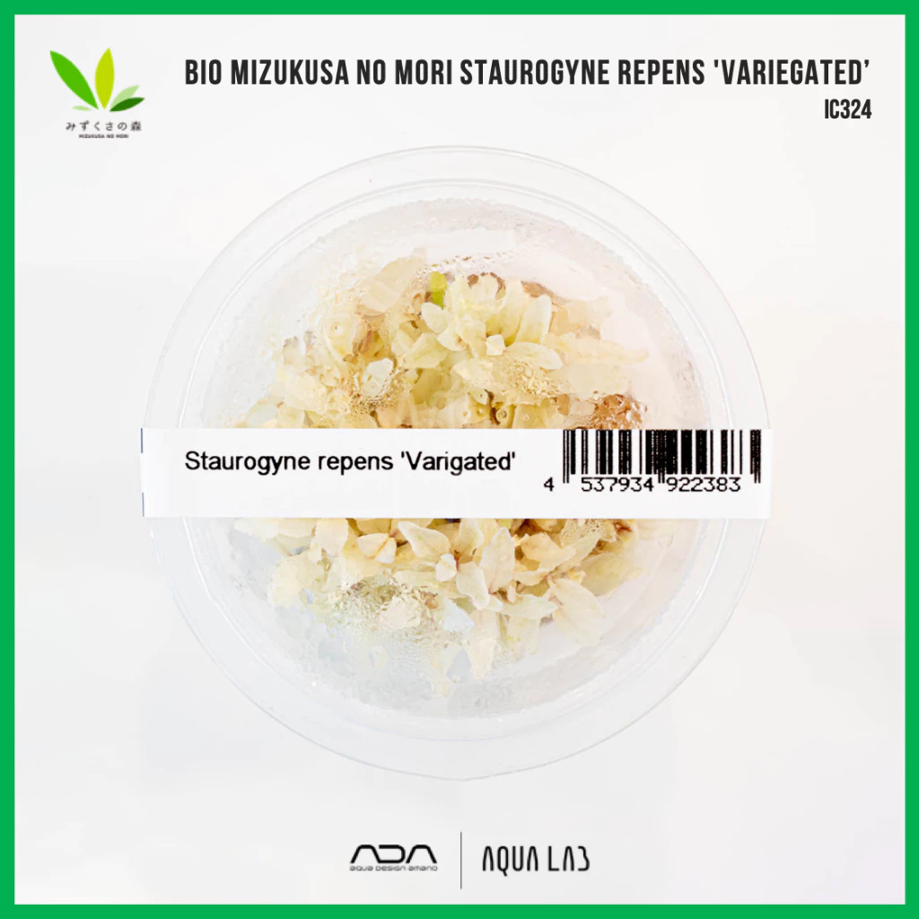 BIO Staurogyne repens 'variegated’ (ไฮโกรใบมนด่าง) [ไม้น้ำ - Aquatic Plant] IC324