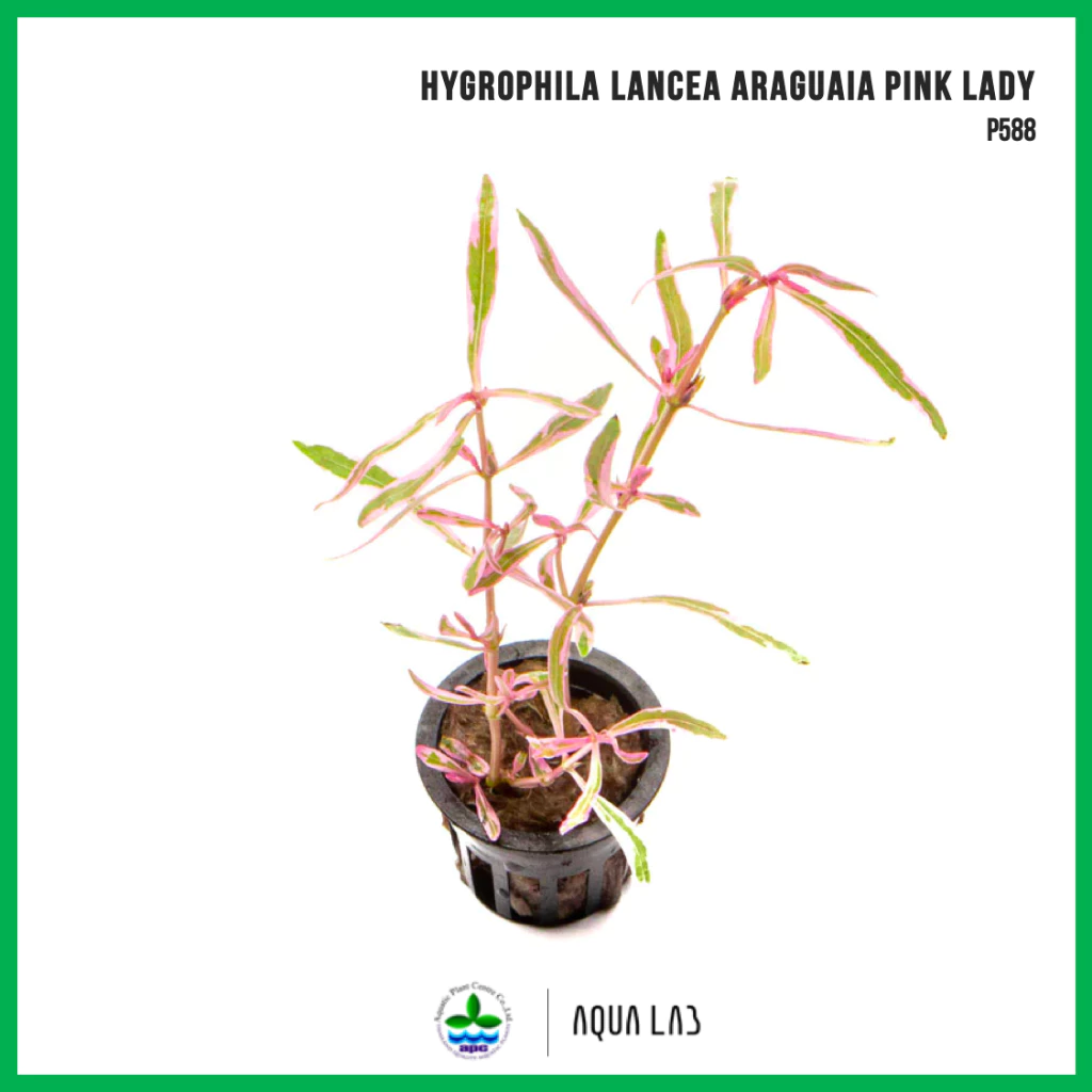 [APC] Hygrophila lancea araguaia pink lady (ไฮโกรไช - Hygro sp chai) [ไม้น้ำ - Aquatic Plant] P588