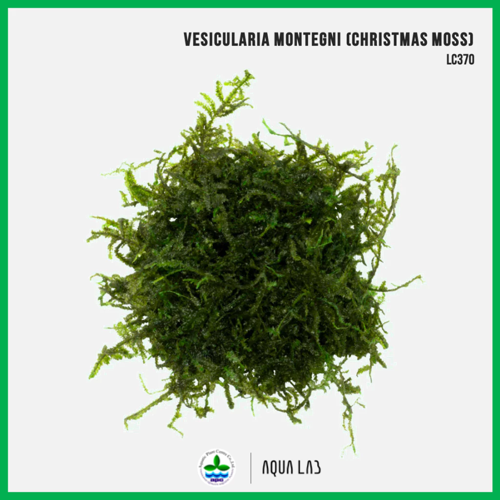 [APC] Vesicularia montagnei - Christmas Moss (คริสมาสมอส) [ไม้น้ำ - Aquatic Plant] LC370