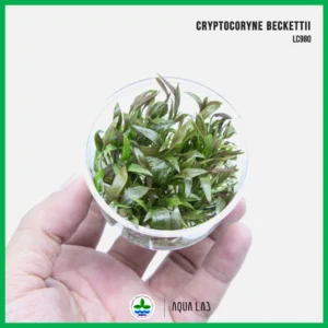 [APC] Cryptocoryne beckettii [ไม้น้ำ - Aquatic Plants] LC980