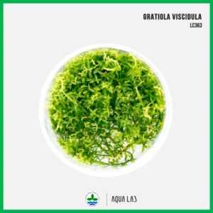 [APC] Gratiola viscidula (กราติโอลา) [ไม้น้ำ - Aquatic Plant] LC363