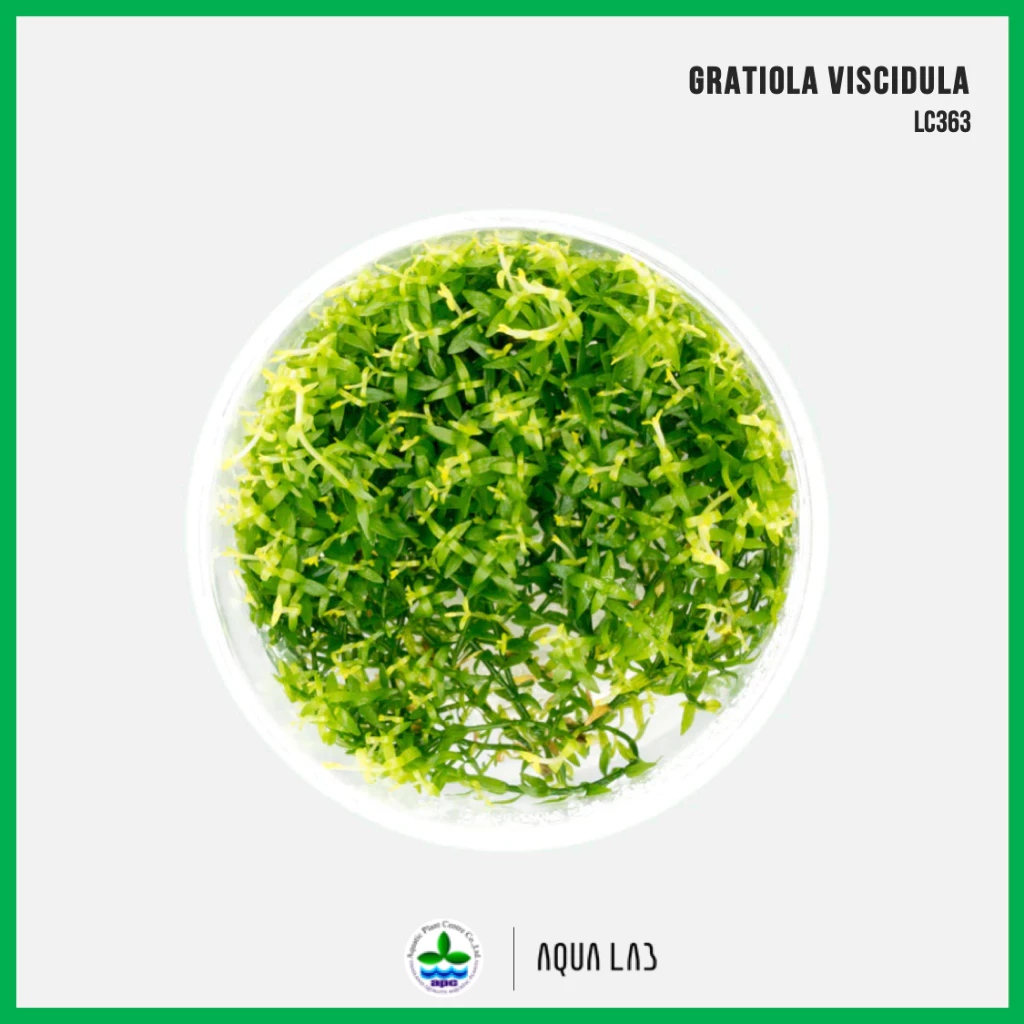[APC] Gratiola viscidula (กราติโอลา) [ไม้น้ำ - Aquatic Plant] LC363