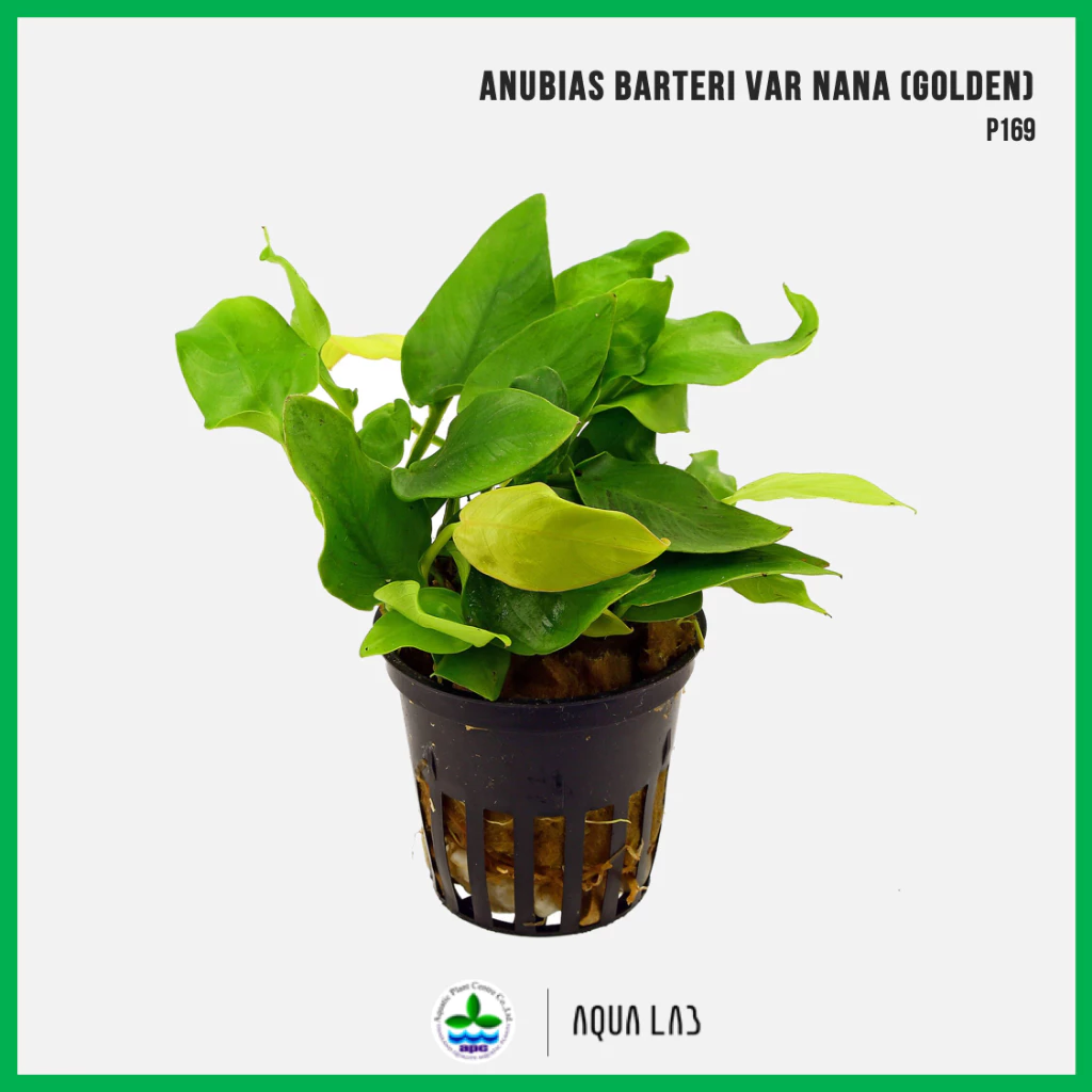 [APC] Anubias barteri var. nana 'Golden' (อนูเบียสบาเทอรี่แคระ 'โกลเด้น') [ไม้น้ำ - Aquatic Plant] P169/L168