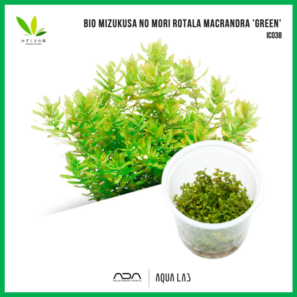 BIO Rotala macrandra ’green’ (โรทาล่ามาครานดร้าเขียว) [ไม้น้ำ - Aquatic Plant] IC038