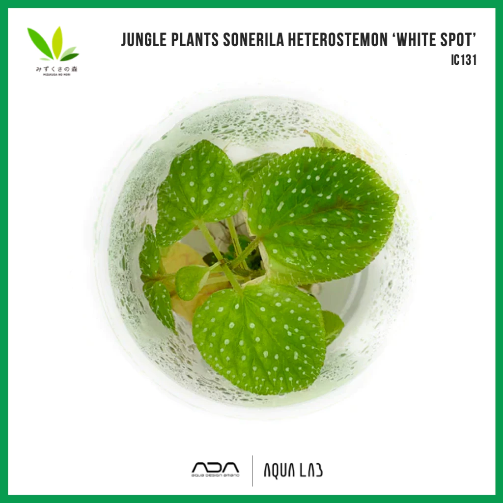 BIO JUNGLE PLANTS Sonerila heterostemon ‘White Spot’ [ไม้ชื้น - Terrarium/Paludarium Plant] IC131