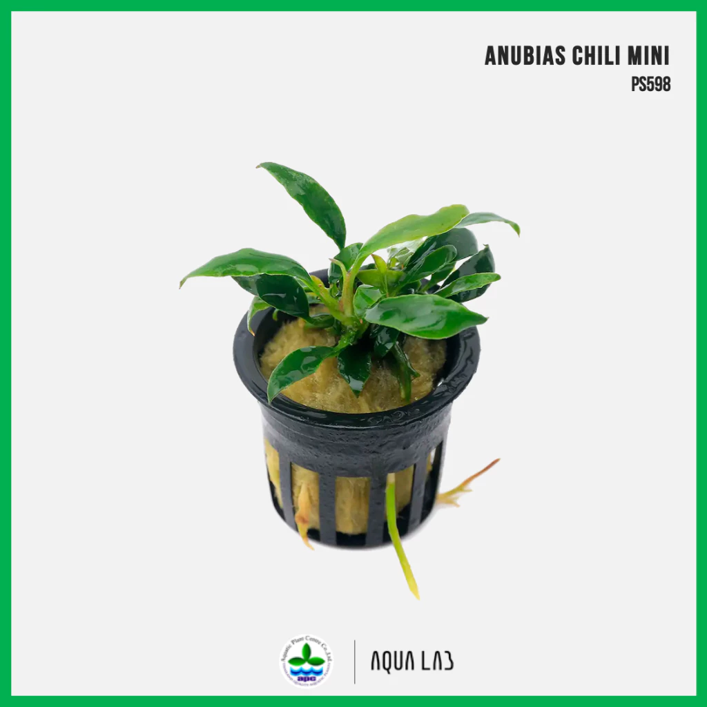 [APC] Anubias chili mini (อนูเบียสชิลลี่มินิ) [ไม้น้ำ - Aquatic Plant] PS598