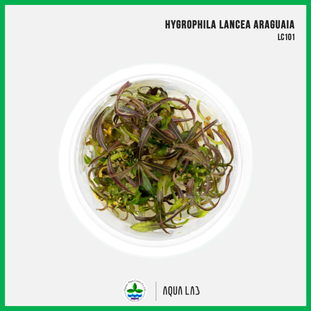 [APC] Hygrophila lancea araguaia (ไฮโกรใบแดง/ไฮโกรอารากัวย่า) [ไม้น้ำ - Aquatic Plant] LC101