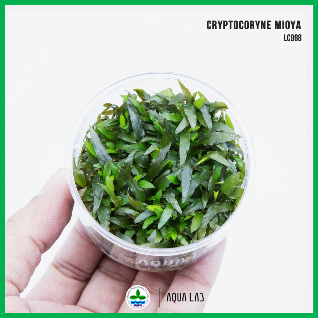 [APC] Cryptocoryne mioya (คริปมิโอย่า) [ไม้น้ำ - Aquatic Plant] LC998