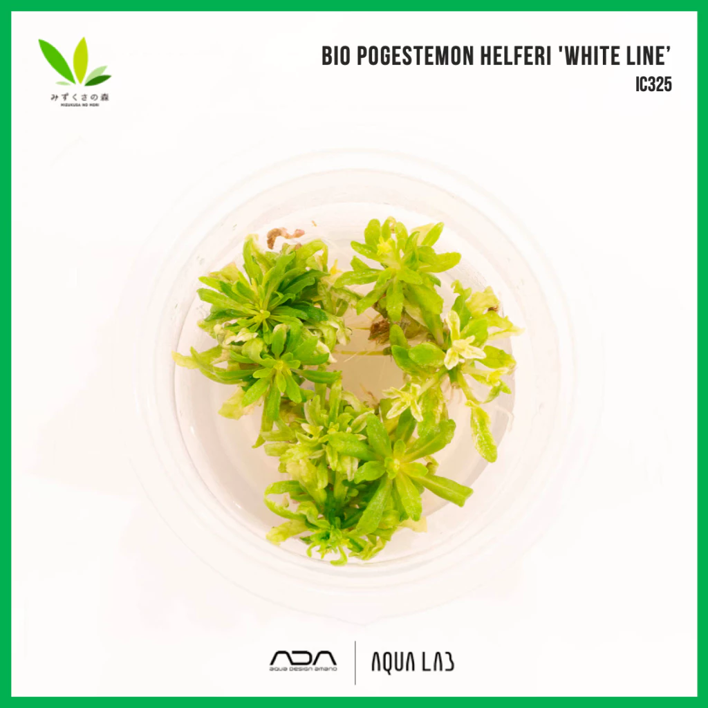 BIO Pogestemon helferi 'white line’ (ดาวน้อยไวท์ไลน์) [ไม้น้ำ - Aquatic Plant] IC325