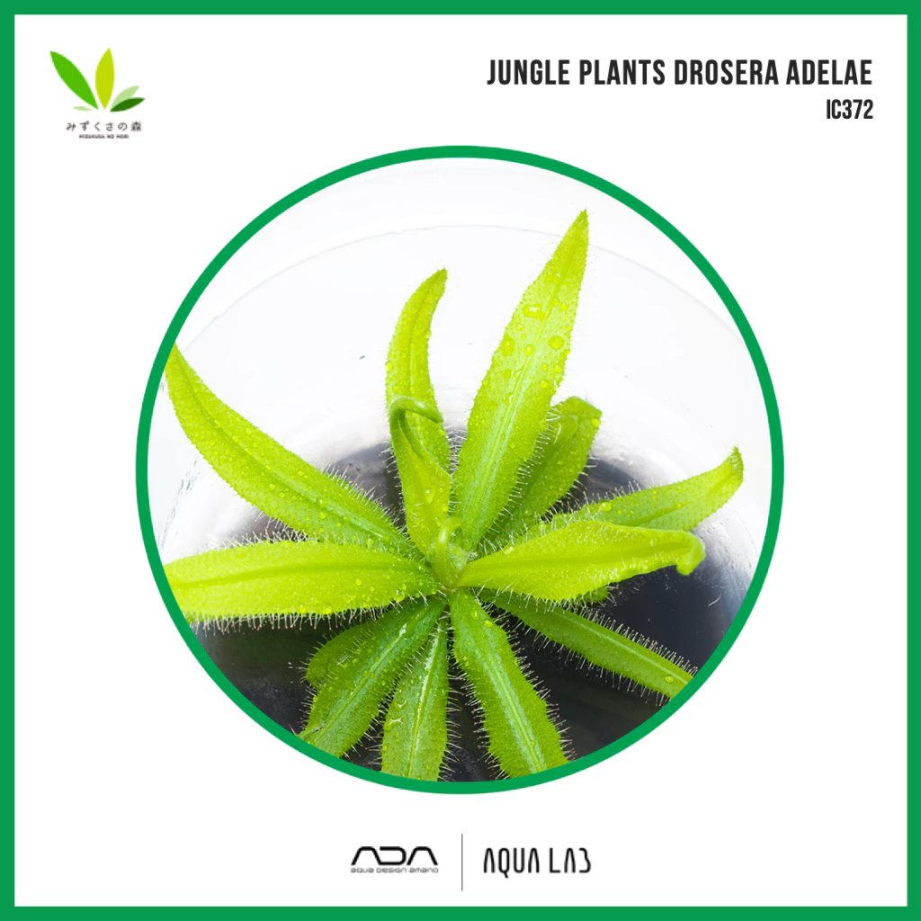BIO JUNGLE PLANTS Drosera adelae (หยาดน้ำค้างนิวซีแลนด์) [ไม้ชื้น - Terrarium/Paludarium Plant] IC372