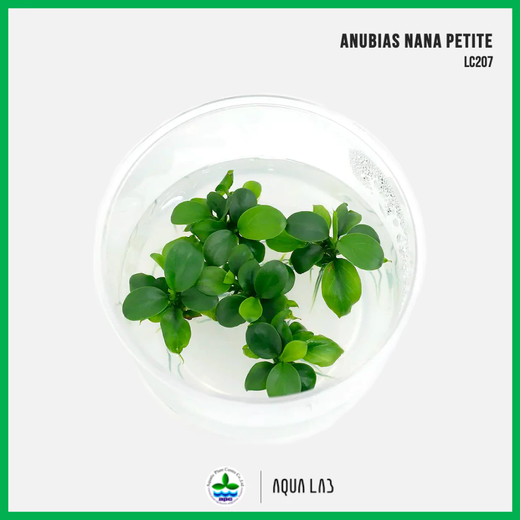 [APC] Anubias nana petite อนูเบียสแคระ [ไม้น้ำ - Aquatic Plants] LC207