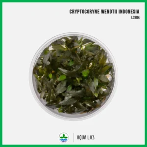 [APC] Cryptocoryne wendtii Indonesia (คริปบราวน์อินโด) [ไม้น้ำ - Aquatic Plant] LC984