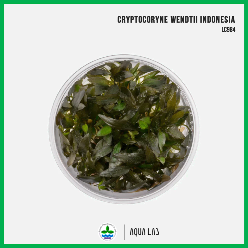 [APC] Cryptocoryne wendtii Indonesia (คริปบราวน์อินโด) [ไม้น้ำ - Aquatic Plant] LC984